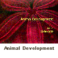 Animal Development