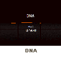DNA