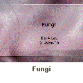 Fungi
