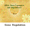 Gene Regulation