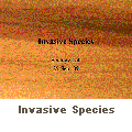 Invasive Species