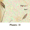 Plants II